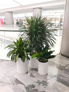 宁波前湾盆景租摆价格